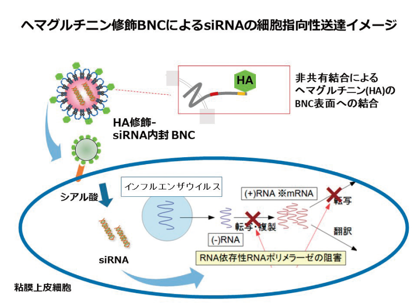 ヘマグルチニン修飾BNCによるsiRNAの細胞指向性送達イメージ
