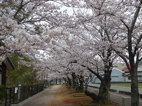 お花見写真1