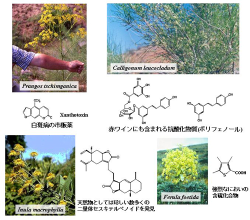 研究についての図1