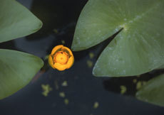 open_2011_005_s.jpg