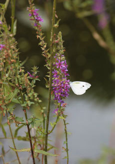 open_2011_006_s.jpg