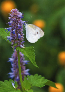 open_2011_007_s.jpg