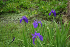 open_2011_013_s.jpg