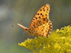 open_2011_018_s.jpg