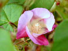 open_2011_020_s.jpg