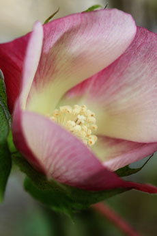 open_2011_030_s.jpg