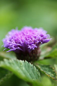 open_2011_035_s.jpg