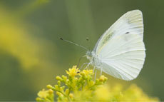 open_2011_044_s.jpg