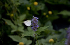 open_2011_045_s.jpg