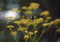 open_2011_056_s.jpg