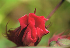 open_2011_059_s.jpg