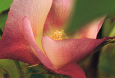 open_2011_060_s.jpg