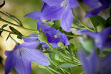 open_2011_065_s.jpg