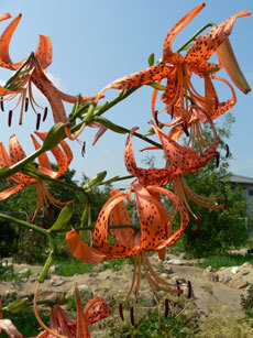 open_2011_071_s.jpg