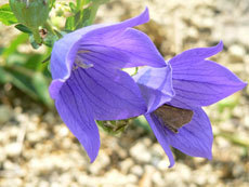 open_2011_072_s.jpg