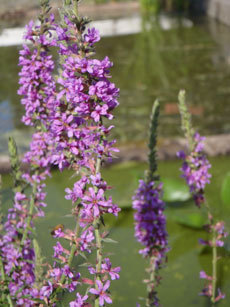 open_2011_076_s.jpg