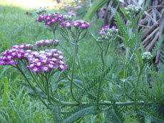 open_2011_077_s.jpg