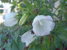 open_2011_079_s.jpg