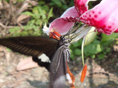 open_2011_080_s.jpg