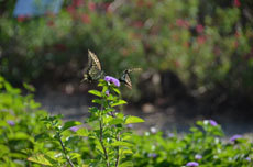 open_2011_088_s.jpg