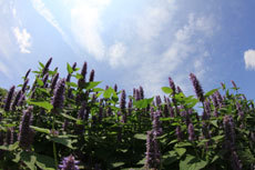 open_2011_101_s.jpg