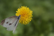 open_2011_103_s.jpg