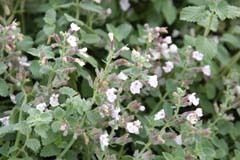 catmint.jpg