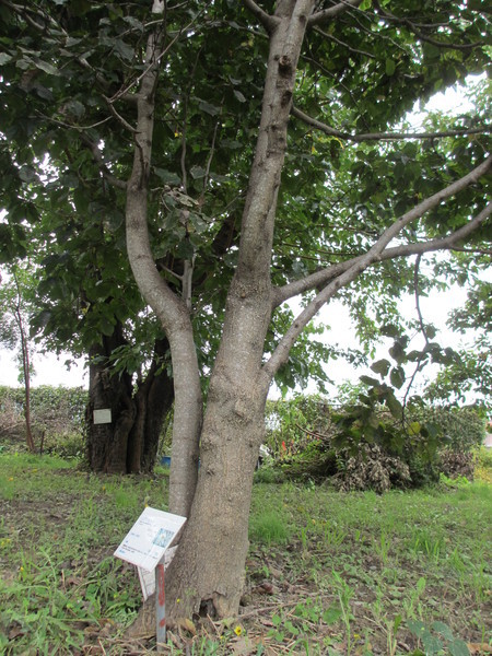 野生絶滅植物コブシモドキ