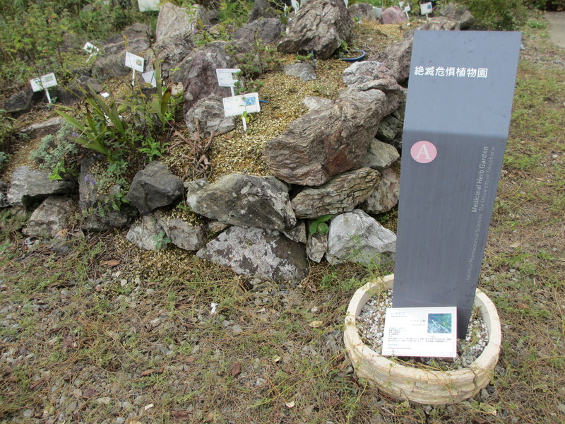 ハマビシの群落