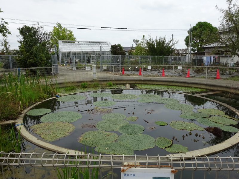 絶滅危惧水生植物オニバス