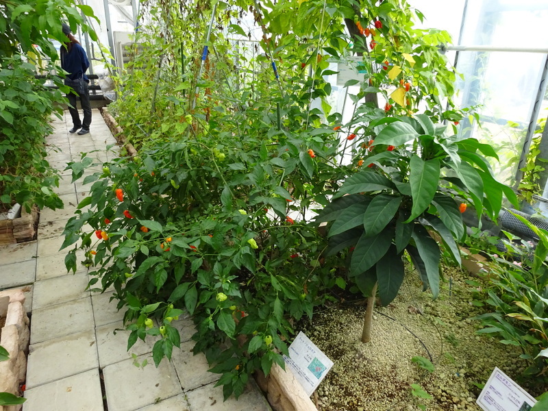 ハバネロの２倍の辛さ ブートジョロキア