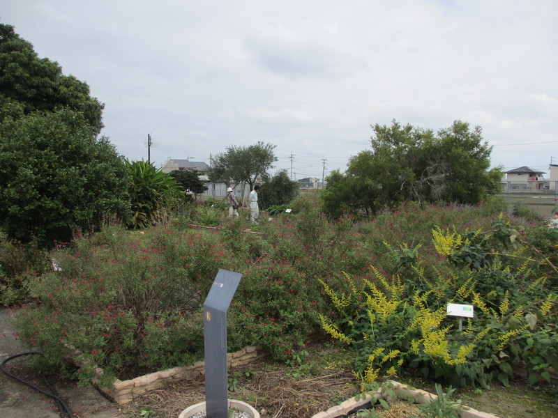 ハーブ園の様子