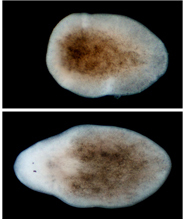 Planaria.jpg