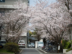 20080331工業会館の桜01