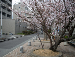 20080331工業会館の桜02