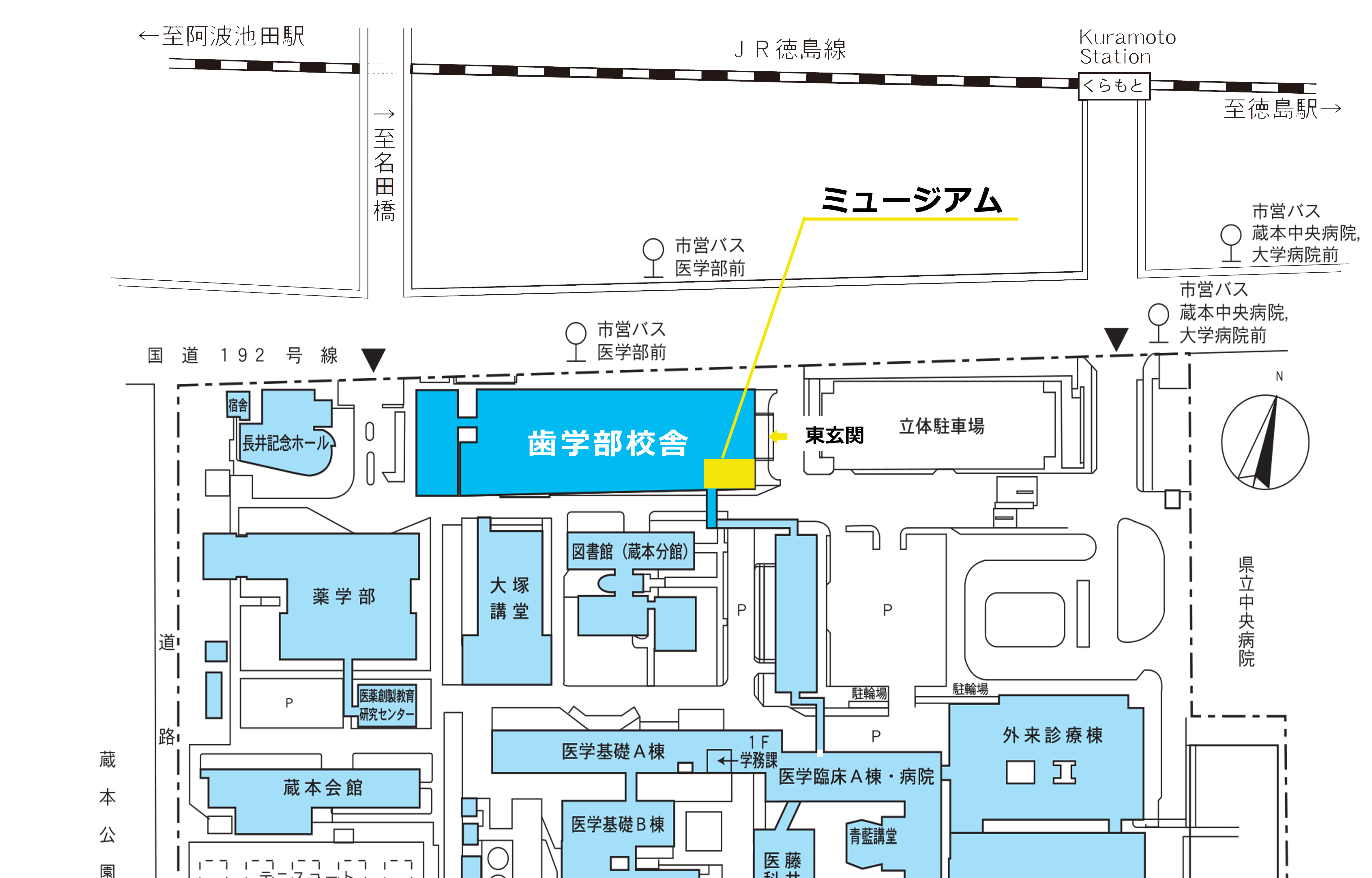 人体解剖と骨のミュージアム 徳島大学歯学部