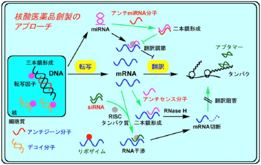 研究内容の図解