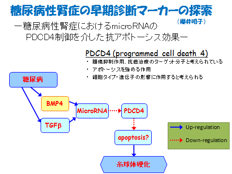 糖尿病性腎症の早期診断マーカーの探索