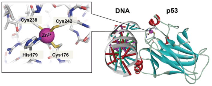 p53ZBS.gif