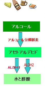 アルコール分解の過程を表したイラスト