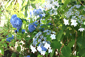 学生会館近くに咲く紫陽花(6月)