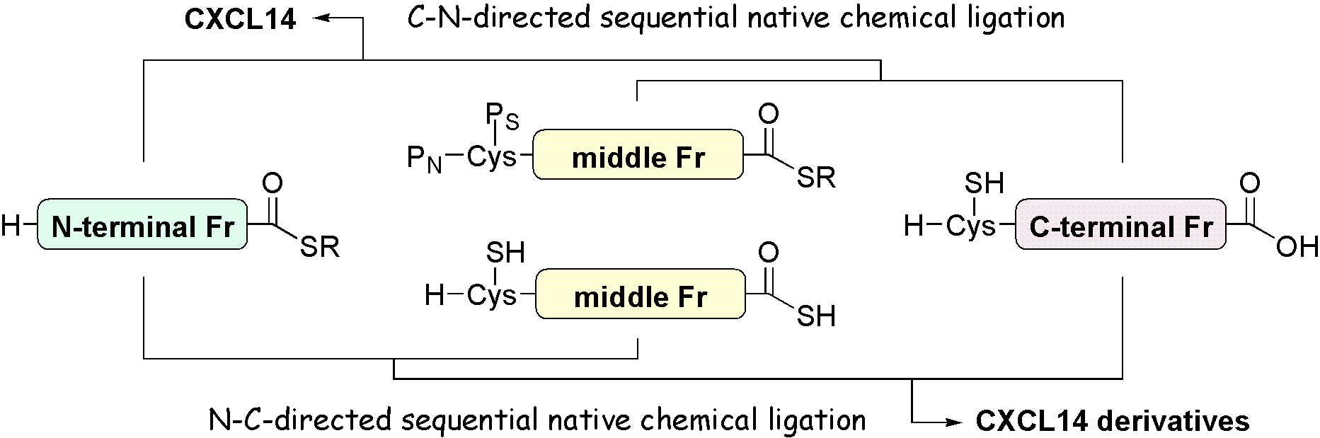 BioorgMedChem_2011.gif