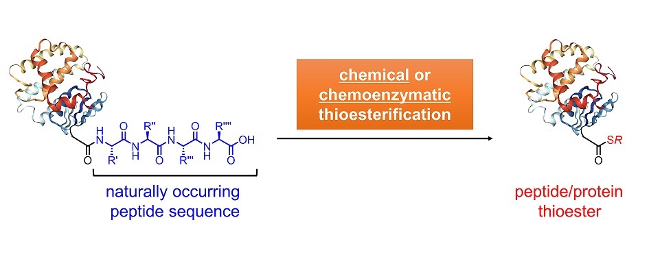 2022 Denda Chem.pharm.bull.jpg