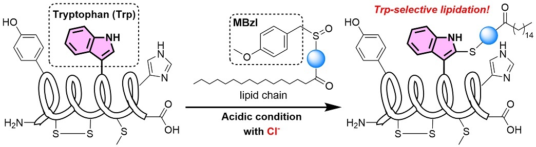 2022Kobayashi MedChemLett.jpg