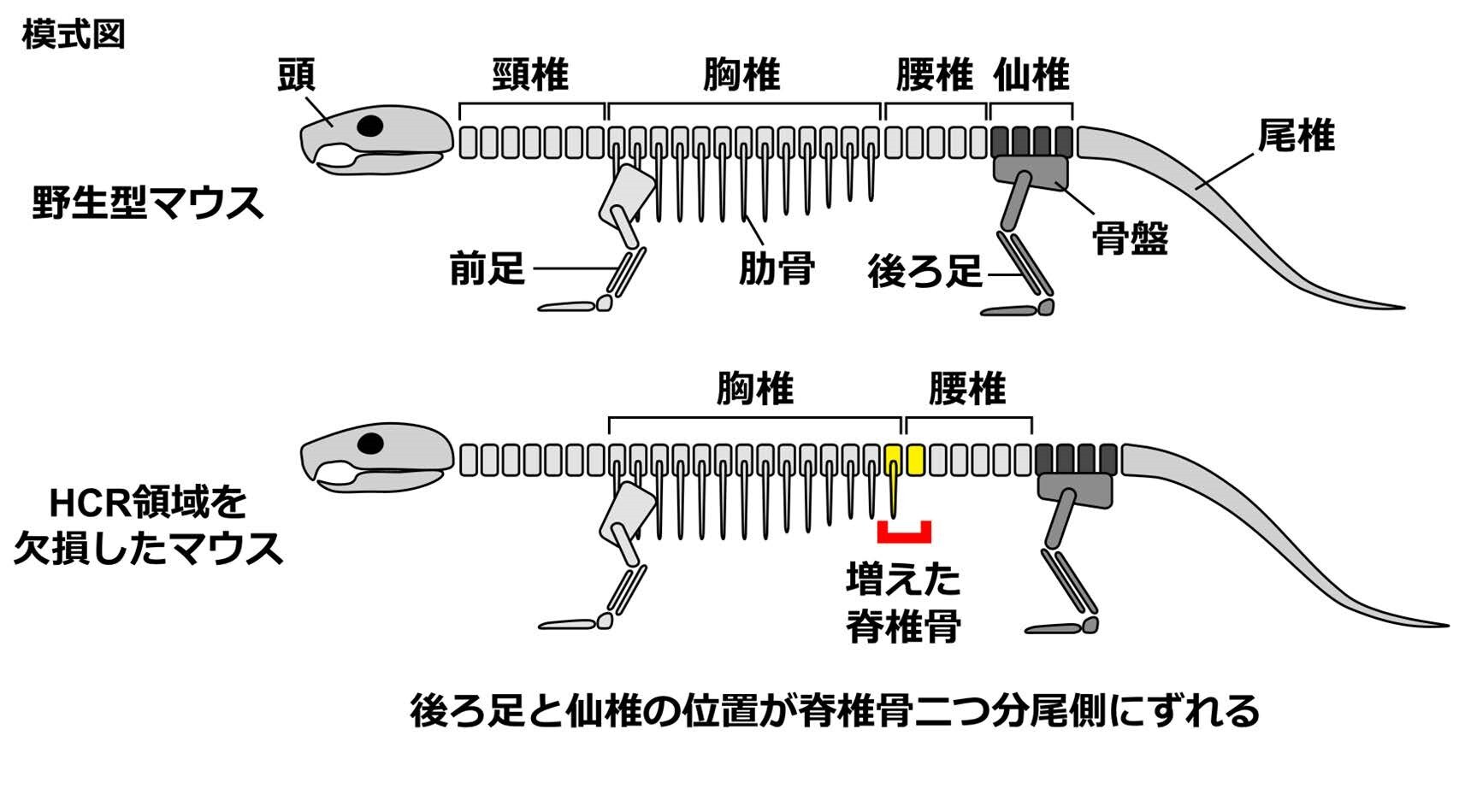 プレスリリース】胴体の長さって、どうやって決まるの？ 脊椎