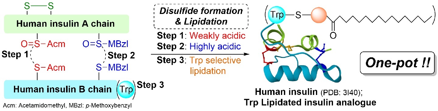 2024Hidaka TOC insulin-5-1.jpg
