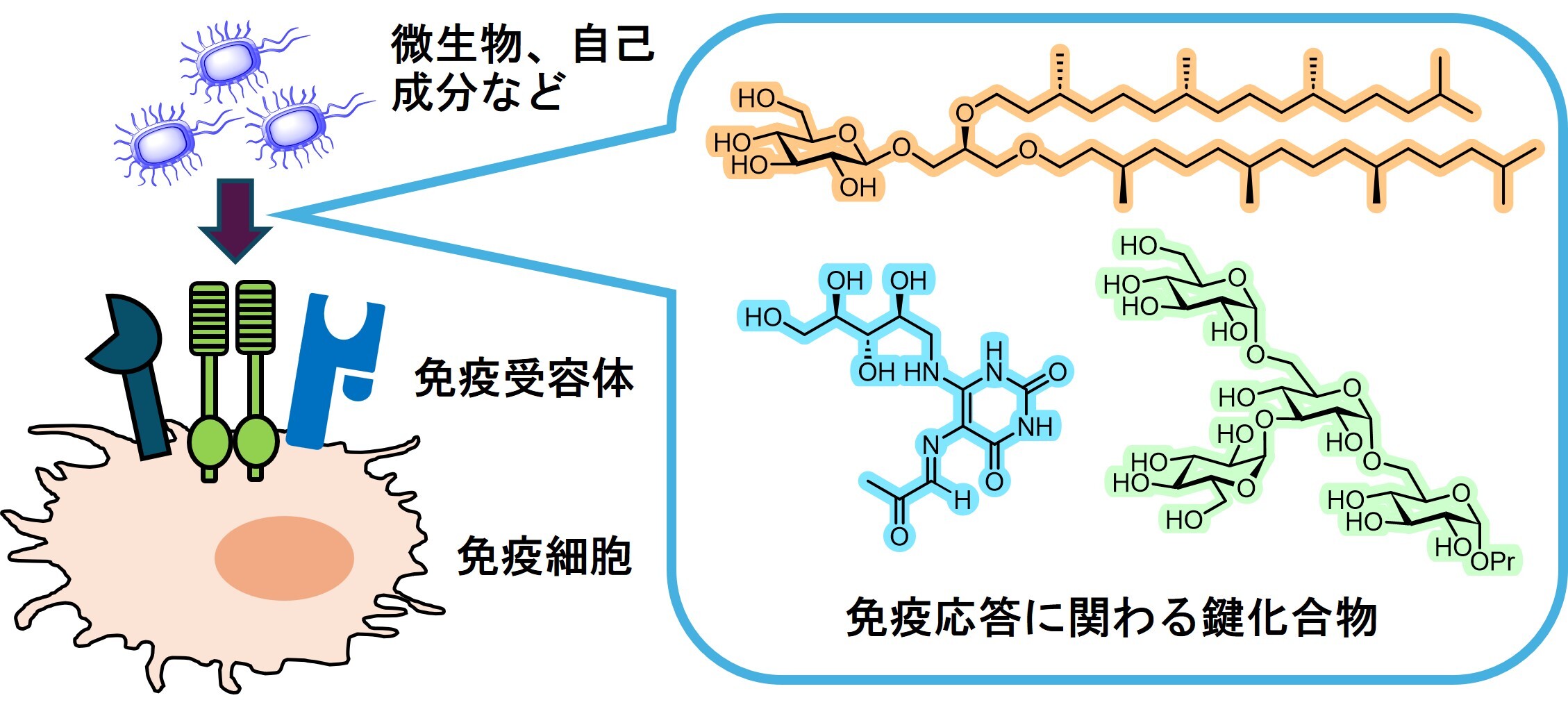 研究内容(1).jpg