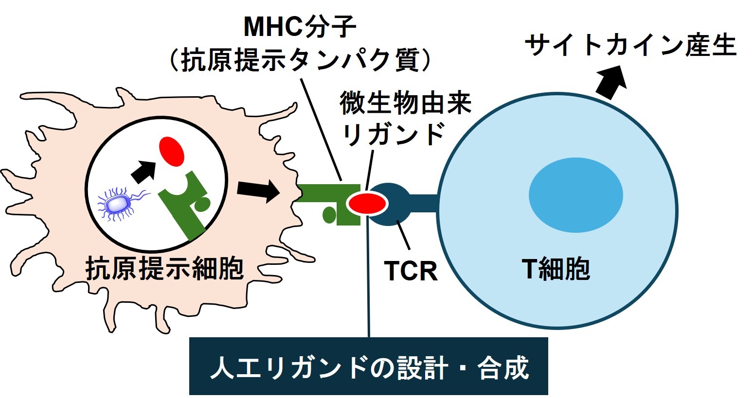研究内容(2).jpg