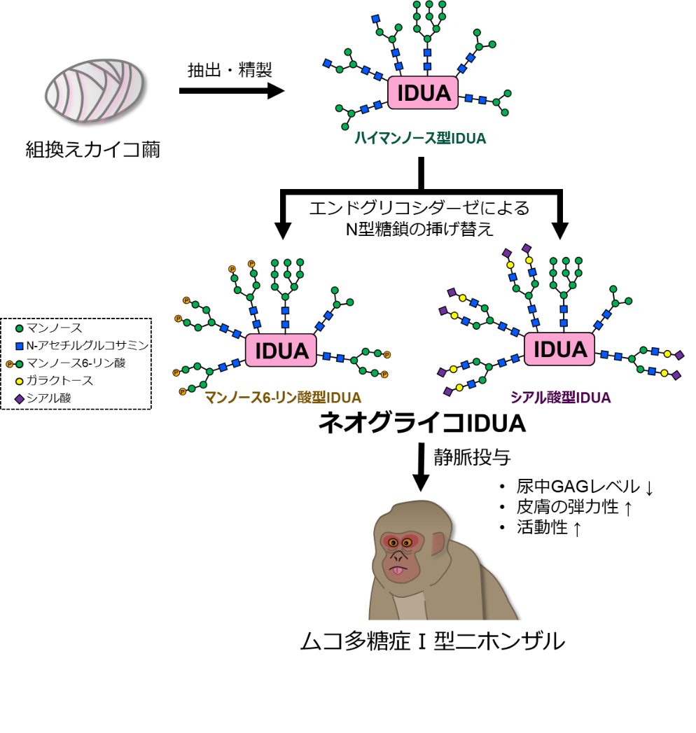 プレスリリース】ムコ多糖症ニホンザルの臨床徴候改善に成功 ―組換え