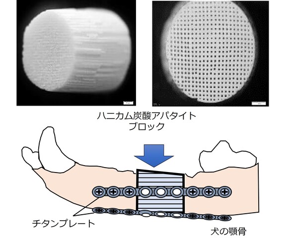 犬の犬の顎の骨を一部切り取り、ブロック状の炭酸アパタイトを移植した実験では、半年から1年ほどで自分の骨へと置き換わることが確認されました。